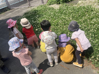 写真：しろつめぐさ